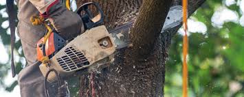 Best Emergency Tree Removal  in Anson, TX