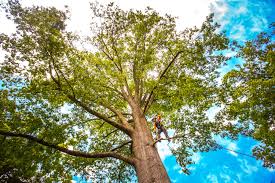 Best Tree Preservation Services  in Anson, TX