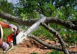 Best Stump Grinding and Removal  in Anson, TX