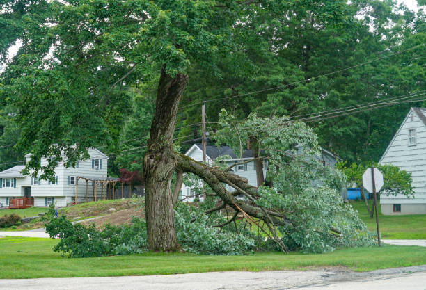 Best Fruit Tree Pruning  in Anson, TX