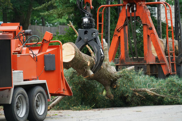 Tree and Shrub Care in Anson, TX