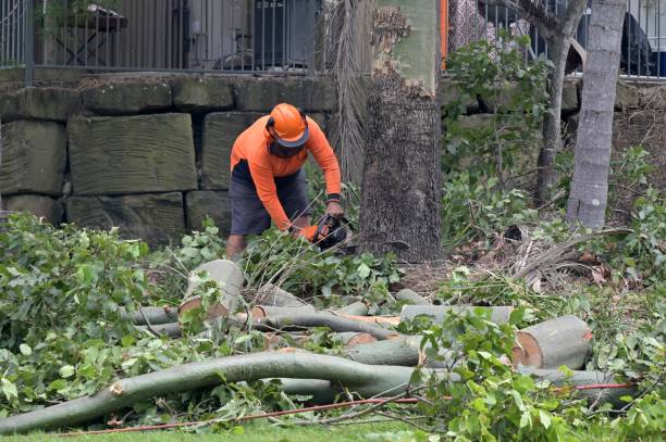 Best Tree and Shrub Care  in Anson, TX